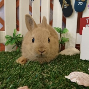 ネザーランドドワーフ　リンクス（SX)