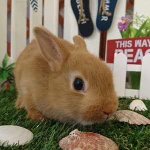 ネザーランドドワーフ　オレンジ（K7)