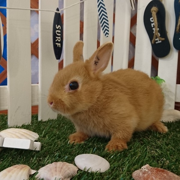 ネザーランドドワーフ　オレンジ（K7)