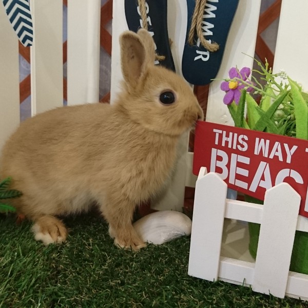 ネザーランドドワーフ　リンクス（SX)