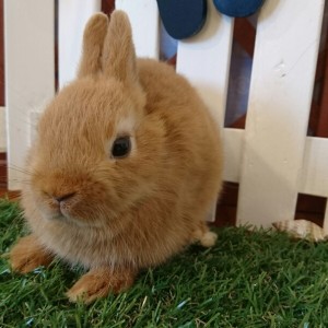 ネザーランドドワーフ　オレンジ（I7)