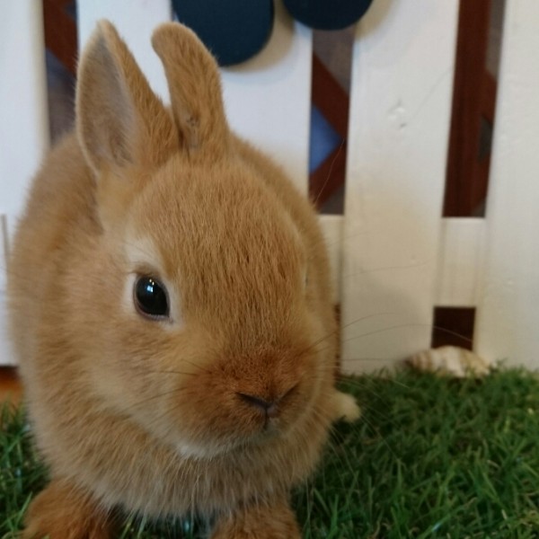 ネザーランドドワーフ　オレンジ（I7)