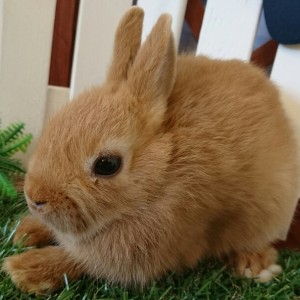 ネザーランドドワーフ　オレンジ（I7)