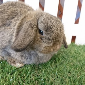 ホーランドロップ　チェスナット（3Y5)