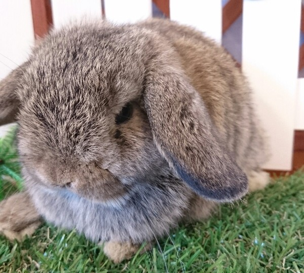 ホーランドロップ　チェスナット（3Y5)