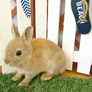 ネザーランドドワーフ　オレンジ（Ｊ４）