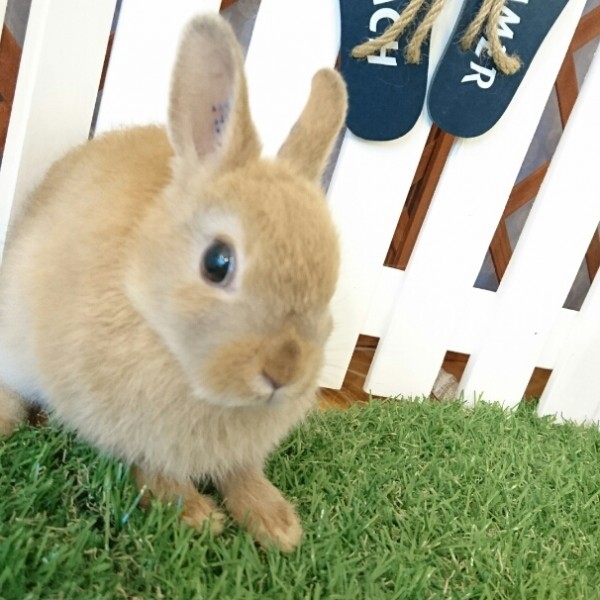 ネザーランドドワーフ　オレンジ（Ｊ４）