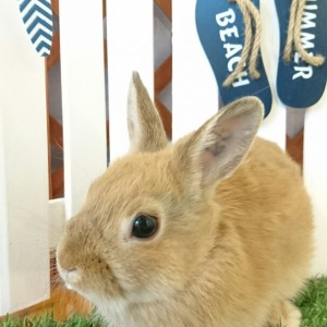 ネザーランドドワーフ　オレンジ（ＱＧ）