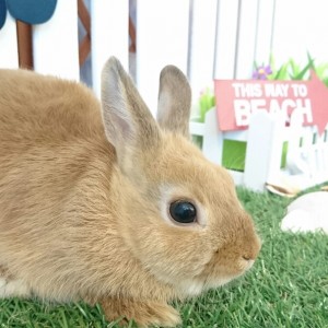 ネザーランドドワーフ　オレンジ（ＱＧ）