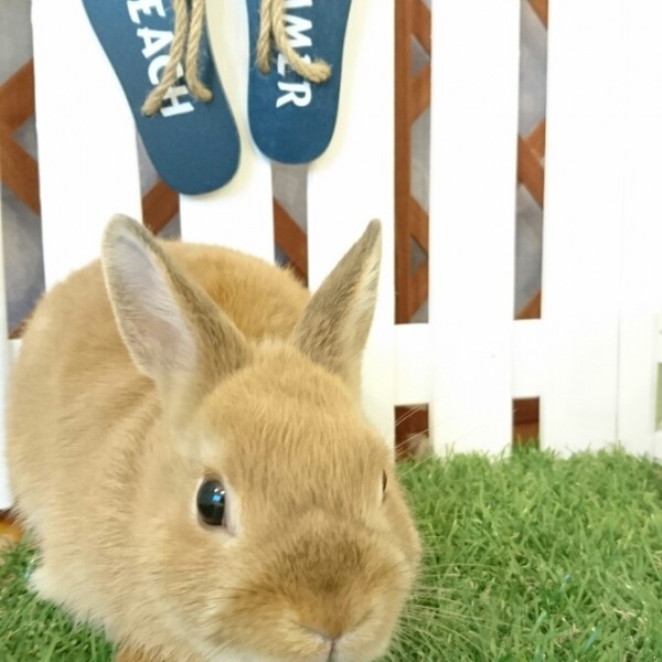 ネザーランドドワーフ　オレンジ（ＱＧ）