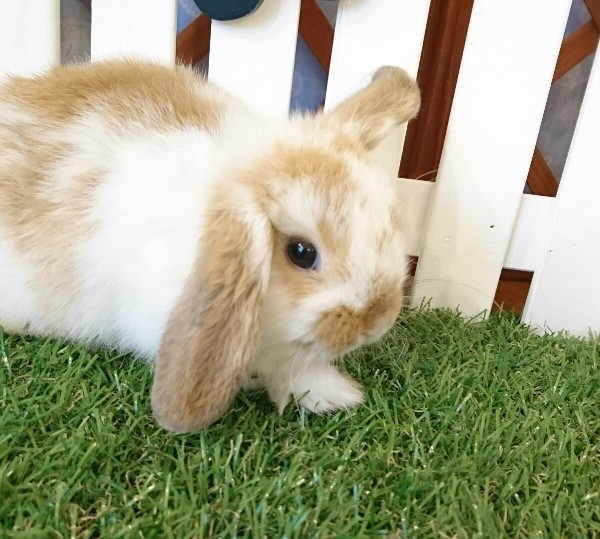 ホーランドロップ　ブロークンオレンジ（U81）