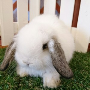 ホーランドロップ　ブロークンチェスナット（K45)