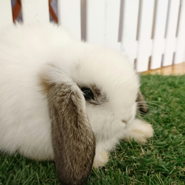 ホーランドロップ　ブロークンチェスナット（K45)