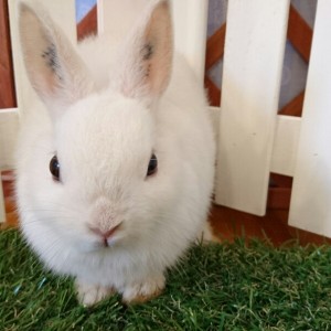 ネザーランドドワーフ　フロスティ（2S)