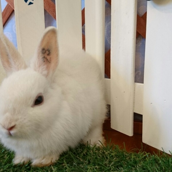 ネザーランドドワーフ　フロスティ（2S)