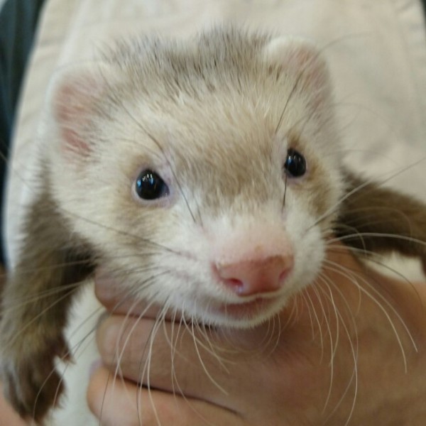 バタースコッチ　男の子