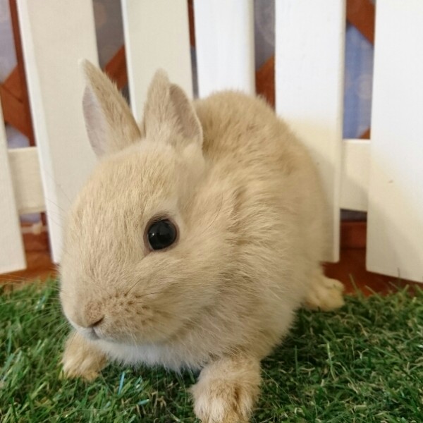 ネザーランドドワーフ　リンクス（VB）