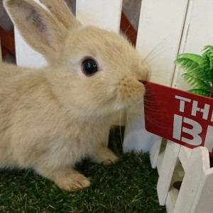 ネザーランドドワーフ　リンクス（VB）