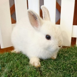 ネザーランドドワーフ　フロスティ（TU)