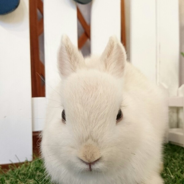 ネザーランドドワーフ　フロスティ（TU)