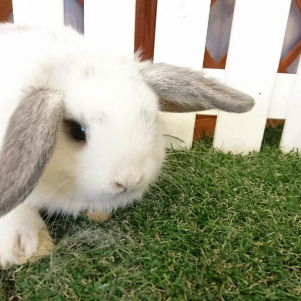 ホーランドロップ　ブロークンオパール（4E6)