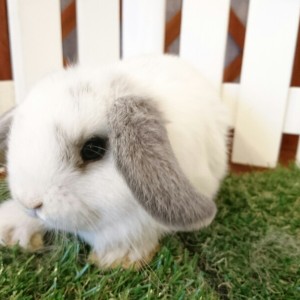 ホーランドロップ　ブロークンオパール（4E6)