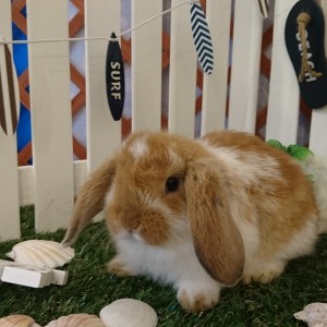 ホーランドロップ ブロークンオレンジ（3EQ）