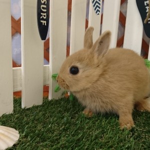 ネザーランドドワーフ　リンクス（SX)