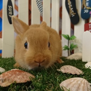 ネザーランドドワーフ　オレンジ（K7)