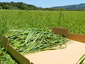 1778796_detailImage1