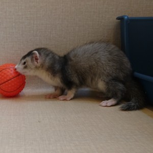 シルバーミット　男の子