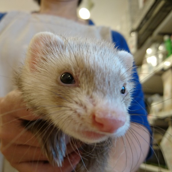 バタースコッチ　女の子