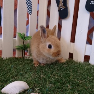 ネザーランドドワーフ　オレンジ（３E）