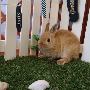 ネザーランドドワーフ　オレンジ（３E）