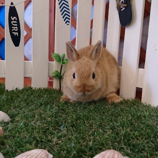 ネザーランドドワーフ　オレンジ（３E）