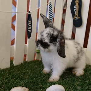 ホーランドロップ　ブロークンブラック（３FJ）