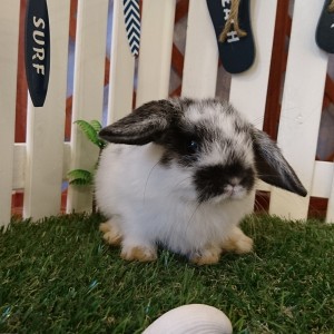 ホーランドロップ　ブロークンブラック（３FJ）