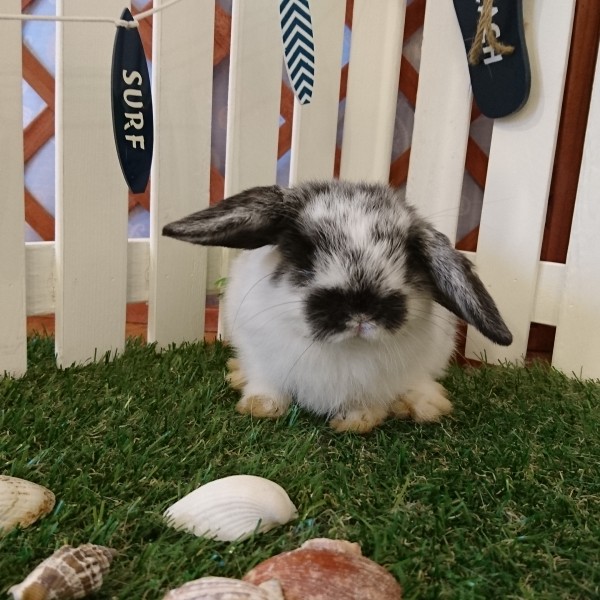 ホーランドロップ　ブロークンブラック（３FJ）