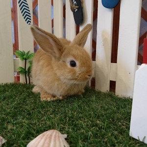 ホーランドロップ　オレンジ（４G４）