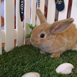 ホーランドロップ　オレンジ（４G４）