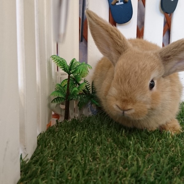 ホーランドロップ　オレンジ（４G４）