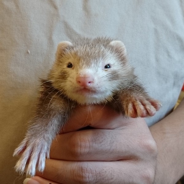 スターリングバター　女の子