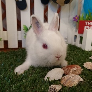 ネザーランドドワーフ　ポインテッドホワイト（UJ)