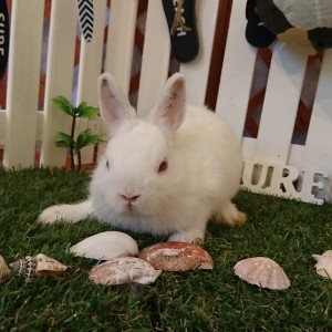 ネザーランドドワーフ　ポインテッドホワイト（UJ)