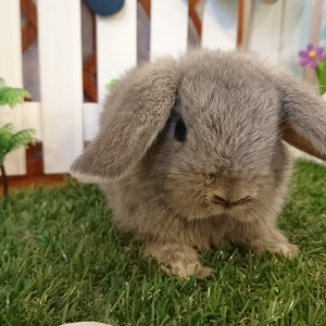 ホーランドロップ　オパール（4J8)