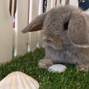 ホーランドロップ　オパール（4J8)