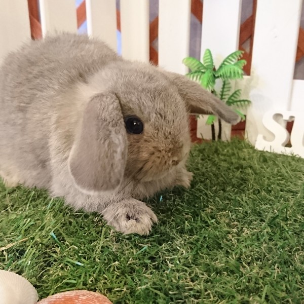 ホーランドロップ　オパール（4J8)