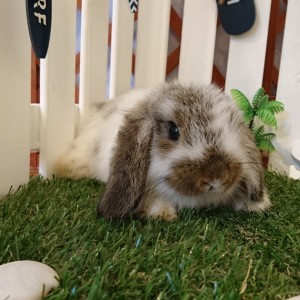 ホーランドロップ　ブロークンチェスナット（4H9)