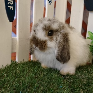 ホーランドロップ　ブロークンチェスナット（4H9)