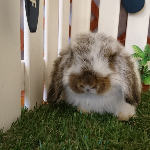 ホーランドロップ　ブロークンチェスナット（4H9)